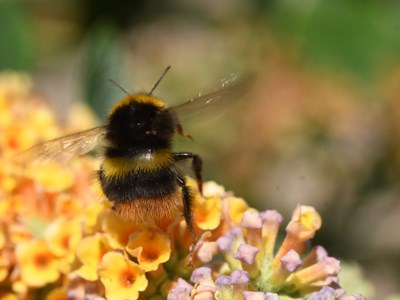 Cursus Wilde bijen & dagvlinders/hun planten & beheer