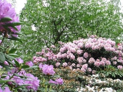 Over de rhododendron; deel 1